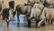 Blue wildebeest drinking water, Kalahari desert, South Africa