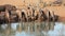 Blue wildebeest drinking water - South Africa