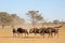 Blue wildebeest in dry riverbed - Kalahari desert