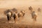 Blue wildebeest in dust