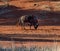 Blue wildebeest dust bath