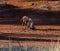 Blue wildebeest dust bath