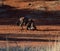 Blue wildebeest dust bath