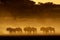 Blue wildebeest in dust, Kalahari