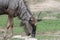 blue wildebeest eatting food in garden