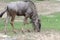 blue wildebeest eatting food in garden