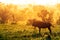 Blue wildebeest enjoying the golden sunrise in Kruger National Park