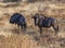 Blue Wildebeest - Etosha National Park - Namibia