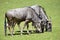 Blue wildebeest feeding