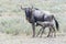 Blue Wildebeest female with her new born calf