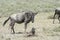 Blue Wildebeest female with her new born calf