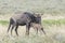 Blue Wildebeest female with her new born calf