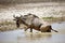 Blue Wildebeest Getting out of the Water