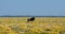 Blue Wildebeest Gnu in Etosha, Namibia Africa wildlife safari