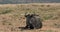Blue Wildebeest Gnu, Pilanesberg Africa wildlife safari