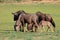 Blue wildebeest grazing