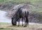 Blue wildebeest grazing