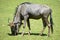 Blue wildebeest grazing