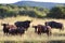 Blue Wildebeest Herd