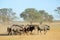 Blue wildebeest herd in dry riverbed