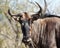 Blue wildebeest with horns