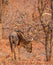 Blue wildebeest in its natural habitat