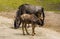 Blue wildebeest juvenile with a adult in the background, tropical antelope specie from Africa