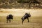 Blue wildebeest in Kgalagadi transfrontier park, South Africa