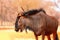 Blue wildebeest  large antelope walking in dry grass at the evening in savanna.