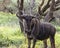 Blue wildebeest looking curiously at Kruger N