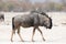 Blue Wildebeest looking for food