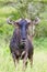 Blue Wildebeest looks across the road to a waterhole