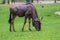 Blue Wildebeest - Maasai Mara Africa