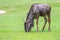 Blue Wildebeest - Maasai Mara Africa