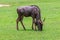 Blue Wildebeest - Maasai Mara Africa