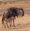 Blue Wildebeest mother with foal