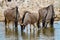 Blue wildebeest namibia deserts and nature in national parks