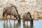 Blue wildebeest namibia deserts and nature in national parks