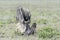 Blue Wildebeest new born calf