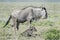 Blue Wildebeest new born calf