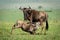 Blue wildebeest nurses calf on sunny grassland