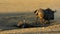 Blue wildebeest playing in dust - Kalahari desert