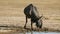 Blue wildebeest playing in mud - Kalahari desert