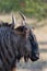 Blue wildebeest portrait