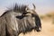 Blue wildebeest portrait Connochaetes taurinus