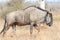 Blue Wildebeest posing for camera