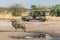 Blue wildebeest beside puddle with jeep behind