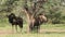 Blue wildebeest rubbing