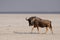 Blue wildebeest run in the salt pan, etosha nationalpark