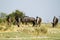 Blue Wildebeest Rutting